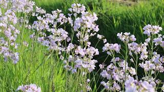 1 minuut natuur pinksterbloemen  cuckoo flower  cresson des prés  WiesenSchaumkraut [upl. by Chemosh]