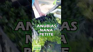 Check Out Our Best Selling Anubias Anubias Nana Petite Amazing Aquascaping Plant [upl. by Notsek]