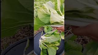 Harvesting fresh pechay from my garden gardening vegetable [upl. by Margo]