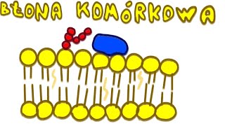 Błona Komórkowa  LiczNaPalcach Biologia [upl. by Anahpos929]