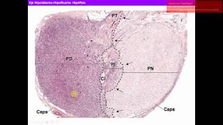 Histología CBCC5  T06  Eje hipotálamo hipofisario [upl. by Luca]