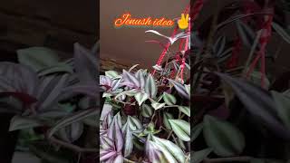 Wandering Jew💜Silver inch plantTradescantia zebrina Zebrina pendula🌿✌💚Hanging plant shorts [upl. by Ashok693]