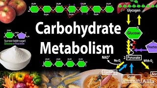 Carbohydrate Structure and Metabolism an Overview Animation [upl. by Bank]