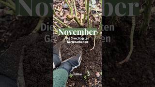 Im November gibts jetzt das im Garten zu tun 🍂🧡 ✅ pflanzen garden meinschönergarten [upl. by Demona107]