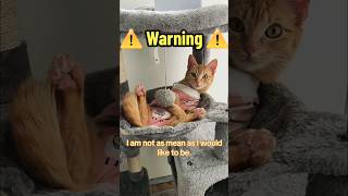 Haters Gonna Hate 😒💁‍♀️😈 catshorts cat funny vibes comedy funnycats shortsfeed cutecat mood [upl. by Dahsra]