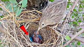 There was an unfertilized egg in babbler nest BirdPlusNature [upl. by Ssidnac219]