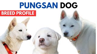 Pungsan Dog Breed Profile History  Price  Traits  Pungsan Dog Grooming Needs  Lifespan [upl. by Lorrimer]