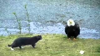 Hilarious Cat vs Eagle thoughts [upl. by Kcirdahs]