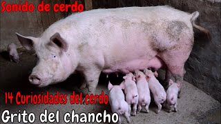 Sonido del Cerdo Chancho chillandoPIG sound effect [upl. by Hidie46]