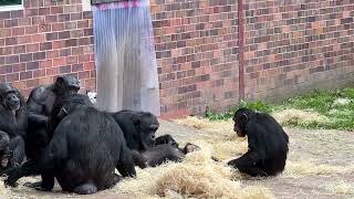 Chimpanzee Family at Chester Zoo [upl. by Emelyne900]