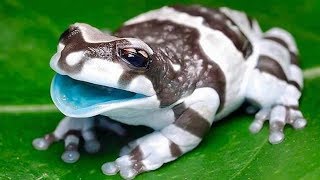 7 Ranas Más Venenosas Y Peligrosas Del Mundo [upl. by Nnahgiel723]