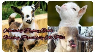 Anyone has This Adorable Dwarfed Pygmy Goat Pet They Are Cuddly amp Super Fun  Cute Pets Bonding [upl. by Freeland430]