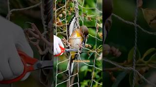 A rosefinch flits away liberated from netting—joyful flight shortsviral wildlife nature birds [upl. by Greenland406]