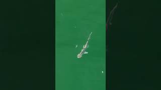 Such a beautiful female Bonnethead Shark showing such power and grace [upl. by Ellertnom]