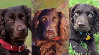 Boykin spaniel  Funny and Cute dog video compilation in 2022 [upl. by Ahrat]