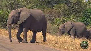 Elephant Road Crossing [upl. by Nallij]