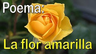 Poema quotLa Flor amarillaquot [upl. by Aisile782]