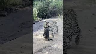 Baboons chase down a leopard that caught their friend 😮 [upl. by Timon]