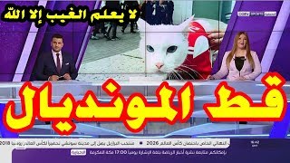 تقرير جديد لـ Beinsport عن القط quotأخيلquot الذي سيتوقع نتائج المباريات في مونديال روسيا [upl. by Ellehcil]