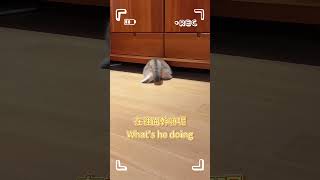 貓貓撅著屁股在找什麼呢？What is this little cat looking for cat cutekitten shorts funny [upl. by Euqininod]