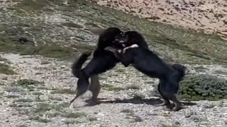 Tibetan Mastiff Fight  Mountain Dogs Fight  Dogs Fight  Himalayan Life [upl. by Granese]