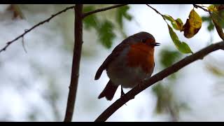 Sevenoaks Nature Reserve [upl. by Rhodes]