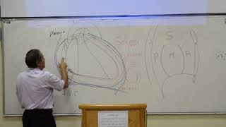 Anatomy  anatomy of the pericardium and heart  prof wagih  Part 1 [upl. by Ostler96]