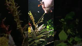 planting rotala indica red beautiful aquarium stem plant [upl. by Gwendolyn480]