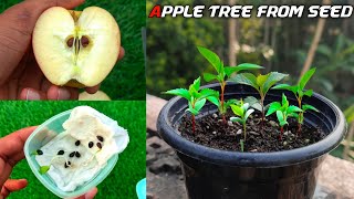 How To Grow Apple Tree From Seed Easily At Home  Growing Apple Tree Form Seed [upl. by Nosliw]