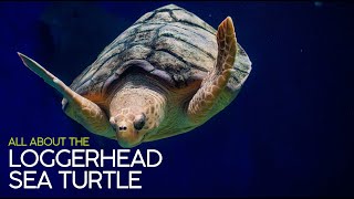 All About the Loggerhead Sea Turtle [upl. by Darian]