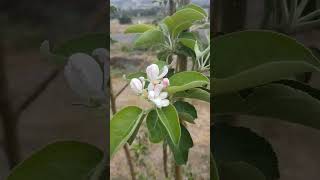 flowerapplekeşfet timeless blooming apple tree [upl. by Syla226]