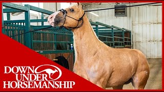 Clinton Anderson What to do When Your Horse Acts Up in CrossTies  Downunder Horsemanship [upl. by Robson]