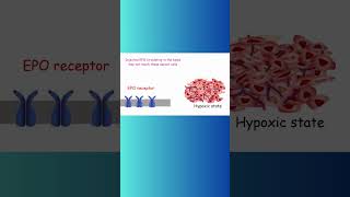 Erythropoietin EPO and CANCER cancer erythropoietin biochemistry hypoxia physiology epo [upl. by Yekim653]