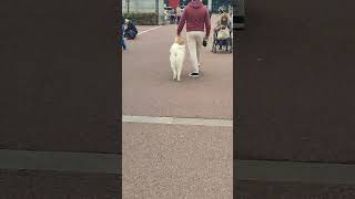 Fourrure blanc le chien de race le samoyède brocantes Tournai Belgiumfleamarket doglover vlog [upl. by Shugart]