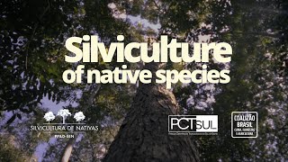 Silviculture of native species  Brazils new forestry economy [upl. by Lenoj380]