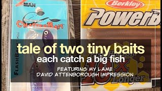 Two Tiny Lures Each Catch A Big Fish ZMan Mini Chatterbait Berkley Worm [upl. by Benn]