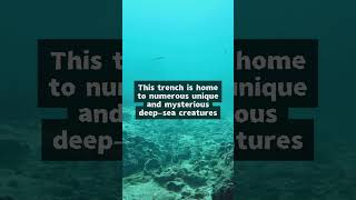 Mariana Trench fact interestingfacts marianatrench [upl. by Weisbart]