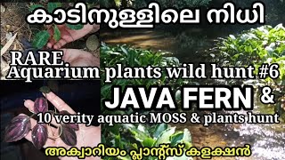 Aquariumplants Wild hunt Rare Veritys of moss and plants Aquascaping plants Javafern [upl. by Isyad]