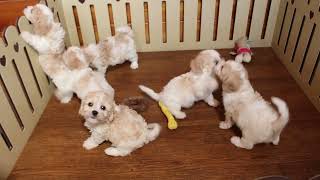 Cavachon Puppies For Sale [upl. by Aneekahs650]