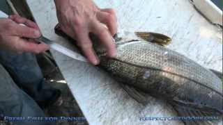 Fresh Fish For Dinner quot How to Fillet a fishquot Snook [upl. by Obelia]