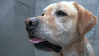 Goofy Labrador Retriever drags me into the salon  1 owned dog breed in the world [upl. by Ailerua]