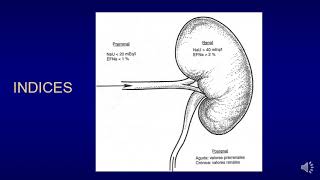 Injuria Renal Aguda Curso Superior de Emergencias Lujan [upl. by Dlarrej394]