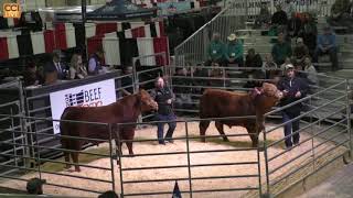 Ohio Beef Expo Limousin Sale Columbus OH March 2024Mar15140112 [upl. by Aynosal]