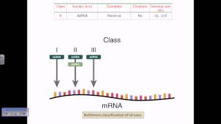 Baltimore classification of viruses [upl. by Ablasor674]