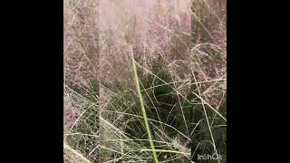 Pink Muhly Grass [upl. by Saddler]