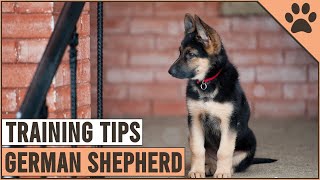 Best German Shepherd Puppy Training Tips  Dog World [upl. by Aivil761]