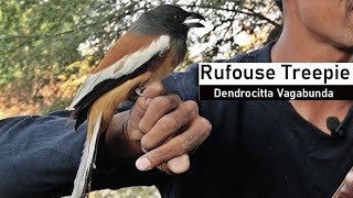 Rufous Treepie Bird Az Infomation Hindi [upl. by Afital38]