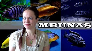 The Mbuna Aquarium  Lake Malawi African Cichlids [upl. by Kenay]