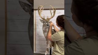 Taxidermy Timelapse 🦌 whitetail taxidermy taxidermyart taxidermist deer [upl. by Ettesus855]