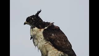 Crested Honey Buzzard juvenile [upl. by Eceerehs]